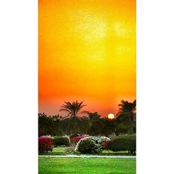 Palm trees on field at sunset