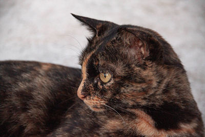 Close-up of cat looking away