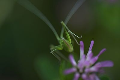 Close-up of insect on plant