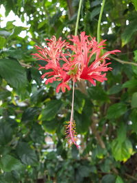 Close-up of red flower