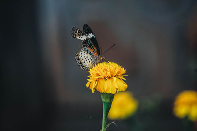 Close-up of butterfly pollinating on yellow flower