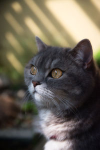 Close-up of cat looking away