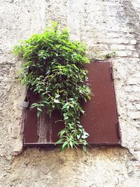 Ivy growing on wall