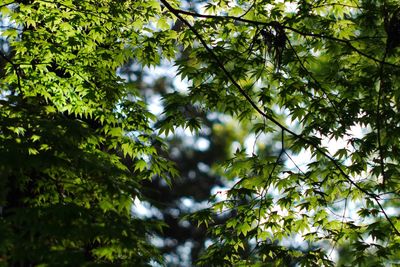 Low angle view of trees