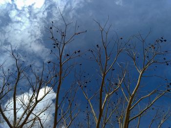 Low angle view of bare tree against sky