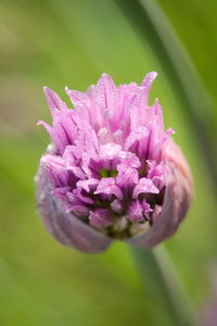 Close-up of pink rose flower