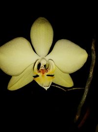 Close-up of white flower over black background