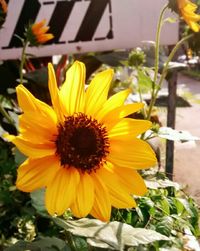 Close-up of sunflower