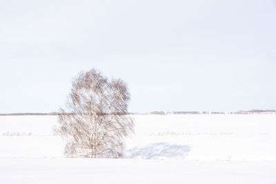 Tree on snow covered field against clear sky