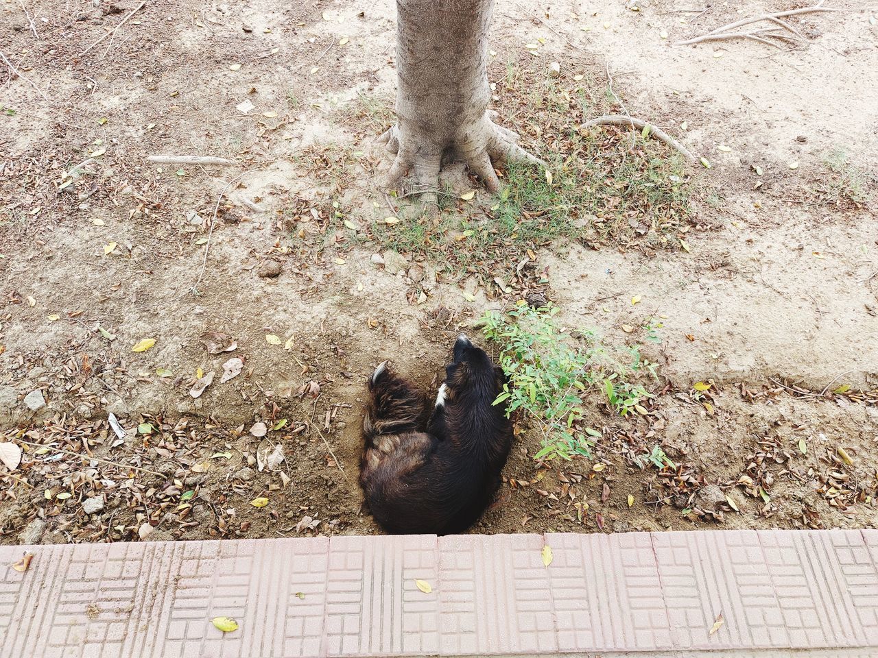 HIGH ANGLE VIEW OF A BIRD ON GROUND