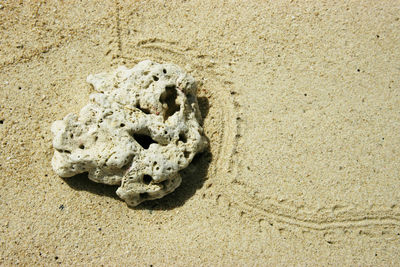 High angle view of crab on sand