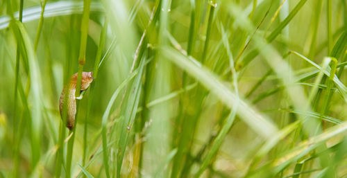 grass