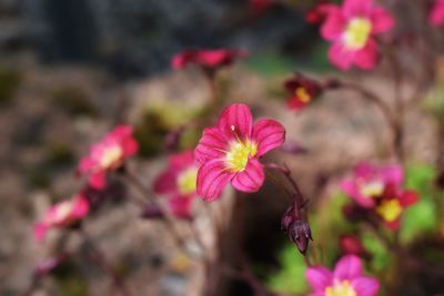 Close-up of pink flowering plant