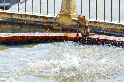 View of horse on boat in sea