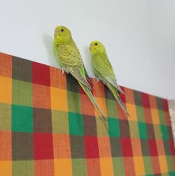 Close-up of parrot perching on wall