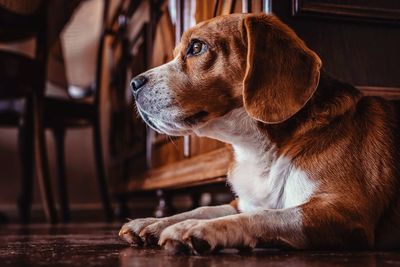 Close-up of dog looking away at home