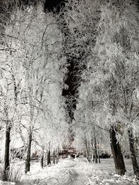 Bare trees on snow covered land