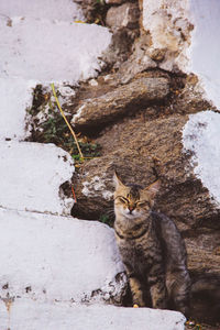 Portrait of cat sitting on stone wall
