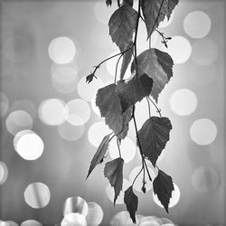 Close-up of dry leaves on plant