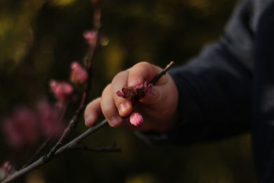 Close-up of hand of baby holding flowering plant