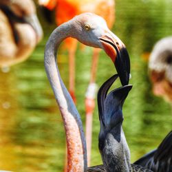 Close-up of birds