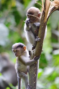 Close-up of monkey on tree