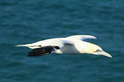 Side view of a bird against blurred water