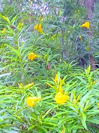 High angle view of yellow flowering plants