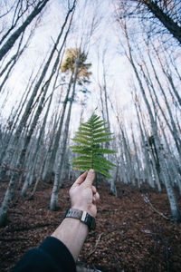 Close-up of hand holding pine cone on tree in forest