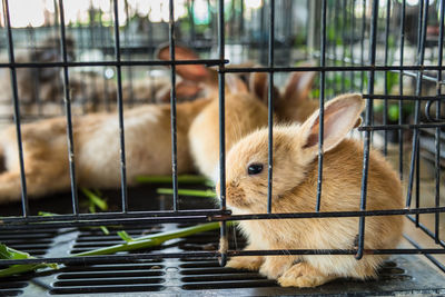 Close-up of brown rabbits in cage