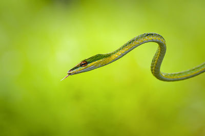 View of hissing snake