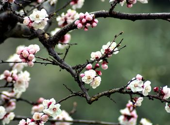 Close-up of apple blossoms in spring