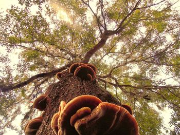 Low angle view of trees against sky