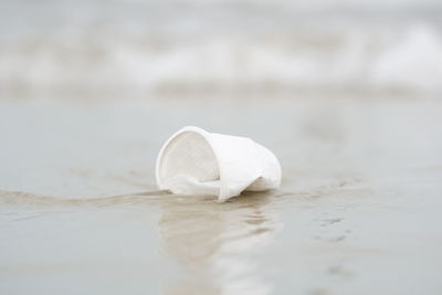 Close-up of white ice cream floating on water