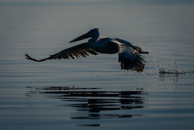 Bird flying over lake