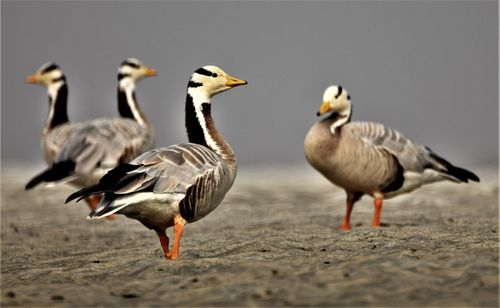 Bar headed geese at gajoldoba, west bengal, india