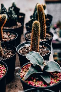Close-up of succulent plant in market