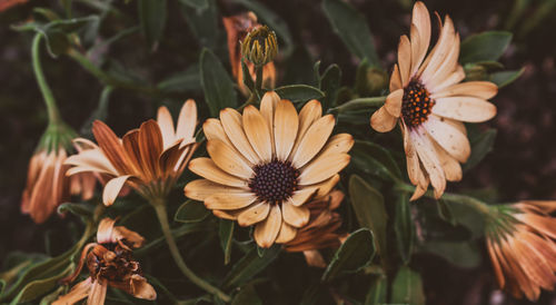 Close-up of flowering plants