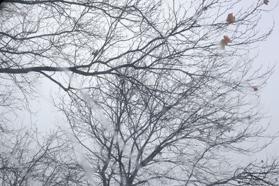 Low angle view of bare trees against sky