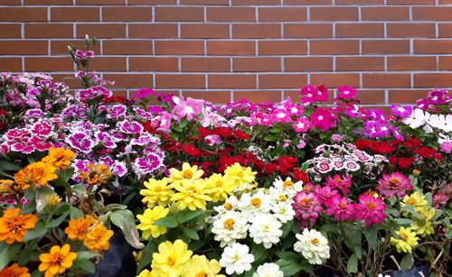 Close-up of pink flowering plants