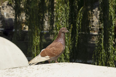 Adult brown pigeon sitting on a fence
