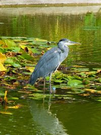 Birds in calm water