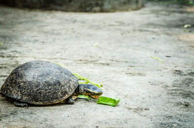 Close-up of a turtle eating leaves