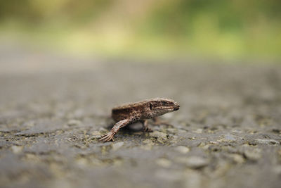 Close-up of snail on ground