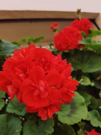 Close-up of red flowers blooming outdoors