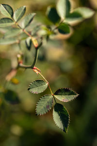 Close-up of plant growing on tree