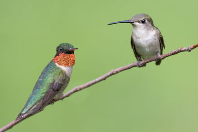 Male and female ruby-throated hummingbird