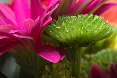 Close-up of pink cactus flower