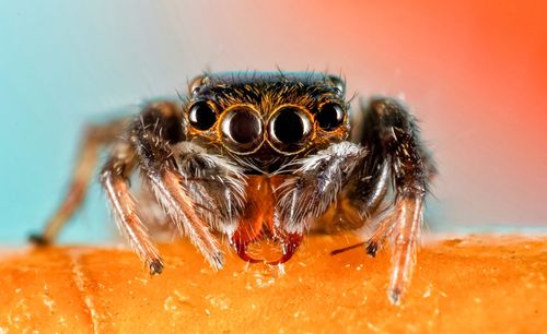 Close-up of spider