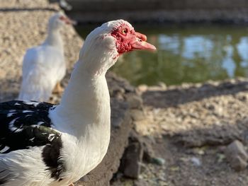 Close-up of a bird